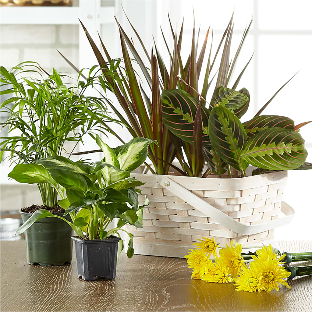 Florist Designed Blooming and Green Plants in a Basket – Bloomsy Flowers And Supply, Clayton NC