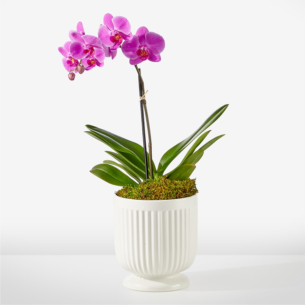Friendly Fuchsia Orchid – Bloomsy Flowers And Supply, Clayton NC